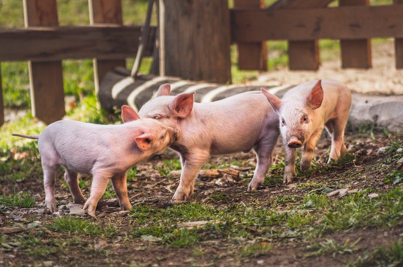 How to treat the feeling of piglet running
